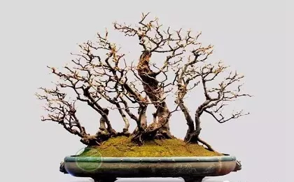 The mystery of the flowering of the succulent plant Iguya, revealing its flowering characteristics and maintenance skills