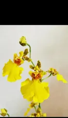 Dancing Orchid Flower Order Guide (Enjoy Quality Bouquets with Ease, Starting with Dancing Orchid)