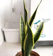 How to care for a snake plant to make it more vigorous? (Snake plant care guide, increase leaves, improve growth rate)