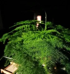 What to do if the leaves of Asparagus setaceus turn yellow and dry? (Teach you how to save the withered Asparagus setaceus and make it regain vitality!)