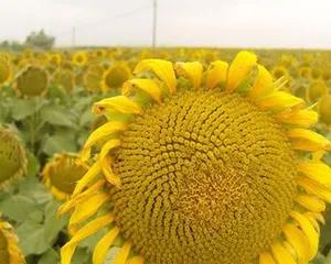 Chasing the Beauty of Sunflowers (Exploring the Characteristics and Charm of Sunflower Species)