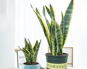 How to care for a snake plant to make it more vigorous? (Snake plant care guide, increase leaves, improve growth rate)1