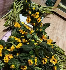 How to revive sunflower flowers (Master the key techniques to make sunflowers radiate vibrant colors)