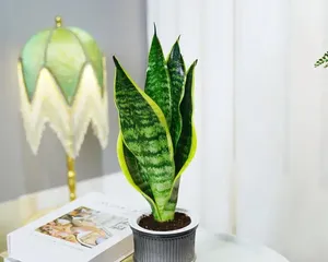 How to care for a snake plant to make it more vigorous? (Snake plant care guide, increase leaves, improve growth rate)2