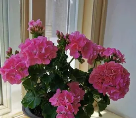 The Secret to Continuous Flowering of Geraniums (Master Key Techniques to Unleash the Infinite Charm of Geraniums)