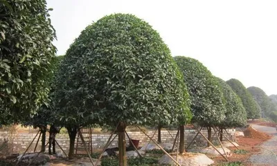 Selection and Maintenance of Evergreen Courtyard Trees (Creating a Green Home, Starting with Choosing Suitable Evergreen Courtyard Trees)1
