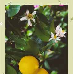 Pot Plant Lemon Tree Care Guide (Master Key Techniques to Successfully Grow Healthy Container Lemon Trees)