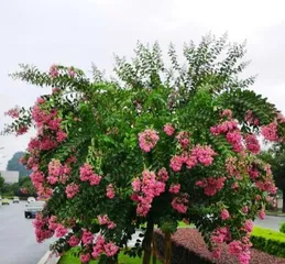 Selection and Maintenance of Evergreen Courtyard Trees (Creating a Green Home, Starting with Choosing Suitable Evergreen Courtyard Trees)2