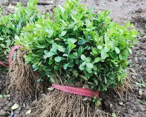 Buxus Planting Guide for the Northern Region (Suitable Planting Areas, Cultivation Techniques, Precautions)