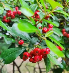 The Mysterious Tradition of Sacrificing Leaves (Exploring the Origins and Meanings of Ancient Rituals)