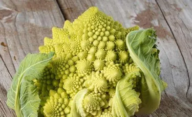 Cabbage—a nutrient-rich vegetable (Exploring the scientific classification and growth characteristics of cabbage)