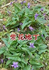 How to grow forget-me-nots? Simple and Easy Forget-me-not Growing Techniques