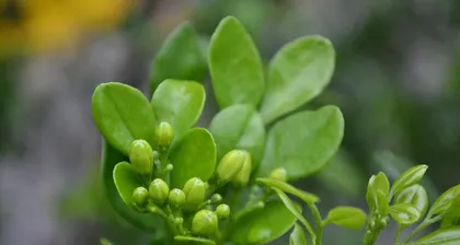 Cultivation Techniques for Murraya Flowers (The Secret Weapon for Creating a Beautiful Garden)