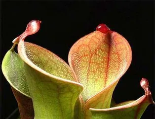 The Amazing Pitcher Plant (How the Pitcher Plant Traps Insects with Its Own Trap)