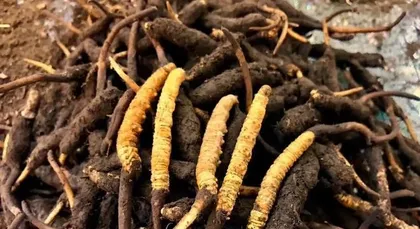 Explore the Wonderful Cordyceps (Understanding the appearance, growth, and medicinal value of Cordyceps)