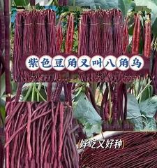 Planting Time and Techniques for Lablab Beans (Detailed Explanation of Suitable Planting Time All Year Round, Seedling Raising Methods, Cultivation Techniques, Pest and Disease Control, etc.)