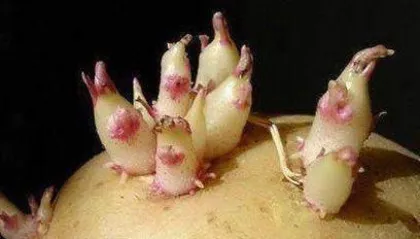 Is sweet potato seed toxic? (In-depth exploration of the toxicity of sweet potato seeds and their edible methods.)