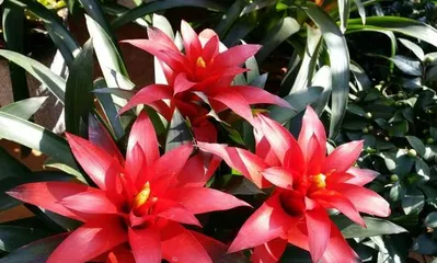 The correct way and precautions for watering when fortune is at its peak (a stable way to attract wealth and abundance,)