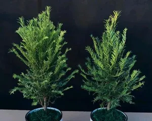 Watering Techniques for Sago Planted in Pots (Understanding the Water Requirements of Sago is Key to Proper Watering)