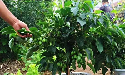Watering Techniques for Sago Planted in Pots (Understanding the Water Requirements of Sago is Key to Proper Watering)1