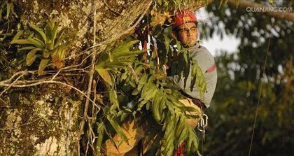 The sowing methods and techniques of kapok trees (understanding the ecological characteristics and suitable sowing conditions of kapok trees, mastering the propagation techniques of kapok trees)