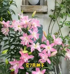 How to Make Scented Lilies Bloom (Teach You How to Care for Scented Lilies to Let Them Bloom Fragrantly)