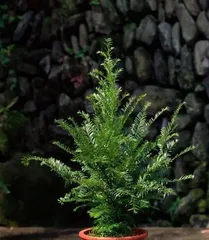 Watering Techniques for Sago Planted in Pots (Understanding the Water Requirements of Sago is Key to Proper Watering)2
