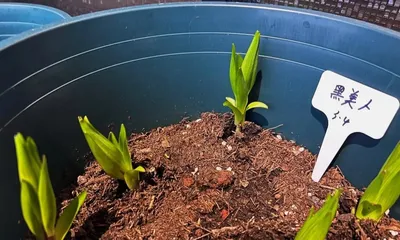 How to Make Scented Lilies Bloom (Teach You How to Care for Scented Lilies to Let Them Bloom Fragrantly)1