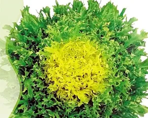 How to Grow Endive Seeds (Step-by-Step Guide from Seed Selection to Harvest)