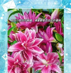 How to Make Scented Lilies Bloom (Teach You How to Care for Scented Lilies to Let Them Bloom Fragrantly)2