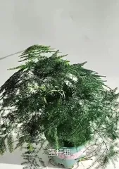 The Secret of Asparagus Shoots Revealed (Lift the Mystery Veil of Asparagus Shoots and Amaze You)