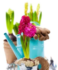 What to do when hydroponic hyacinth blooms fade (teach you scientific ways to deal with hydroponic hyacinth blooming problems)