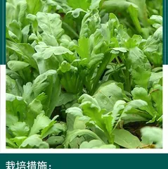 How to preserve fresh cauliflower？（Storage and preservation methods）