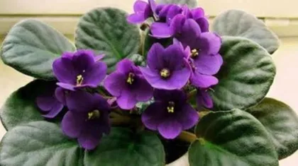 Techniques and Key Points of African Violet Misting (Creating Humidity and Moisture Environment for African Violets, Improving Growth Quality)