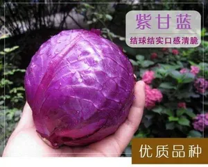 Unveiling Cabbage: Is It Really Kale?