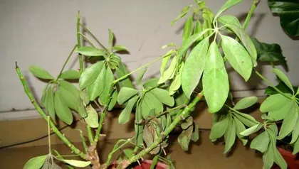 The Mystery of Schefflera Leaf Cracking (Exploring the Causes and Solutions of Schefflera Leaf Cracking)