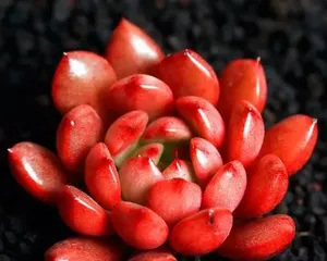 Tips for Caring for Red Berries (The Secret to Creating Vibrant and Full-Bloom Red Berries)2