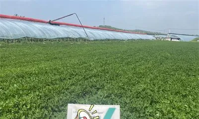 How to choose fertilizer suitable for peanut growth? (Types and application methods of fertilizer for peanuts)