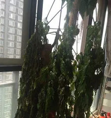 The secret to reviving the withered red plum (Nurturing with care, restoring vitality)