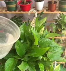 What are the consequences of being poisoned by Emerald Green? (Analysis of the body's reactions of poisoning victims and treatment methods)