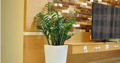 The Mysterious Feng Shui Power of Poplar Trees (Exploring the Feng Shui Symbolism and Effects of Poplar Trees)