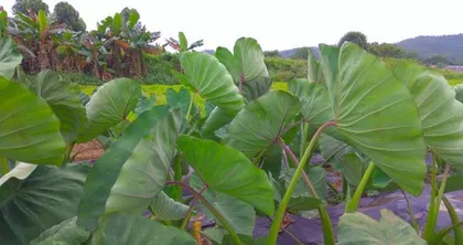 The best fertilizer for Pinellia ternata (to increase yield and improve quality - techniques for choosing the optimal fertilizer)