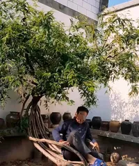 The correct way to water fruit trees (scientific watering for healthy growth of fruit trees)