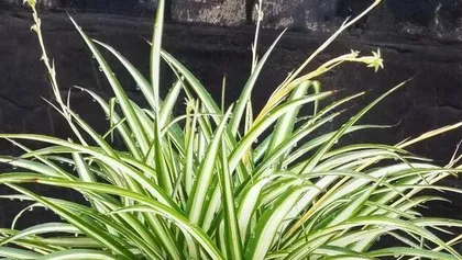 The best time to repot a pothos plant (Master the correct repotting time to make the pothos plant healthier and stronger)