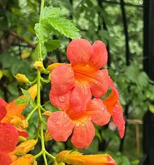 Explore the true color of clematis (Explore the true color of clematis)