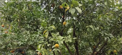 Maturity and Market Time of Wecang Oranges and Precautions (In-depth Understanding of the Months When Wecang Oranges Mature and How to Choose the Best Quality Wecang Oranges)