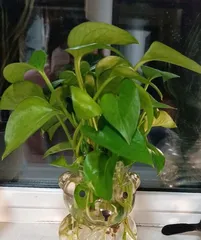 How to Care for Pothos in the Bedroom (The Secret to Creating a Comfortable Sleep Environment, The Way to Grow Pothos in the Bedroom)