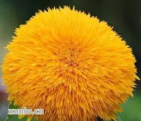 The Symbolic Meaning of Sunflowers (Exploring the Cultural Implications and Symbolism of Sunflowers)