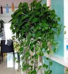 How to Care for Pothos in the Bedroom (The Secret to Creating a Comfortable Sleep Environment, The Way to Grow Pothos in the Bedroom)2