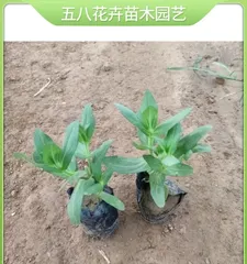 Start growing zinnias from 0 to turn your balcony into a flower sea (Zinnia Growing Guide)